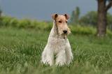 FOX TERRIER 675